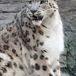Snow Leopard - Irina