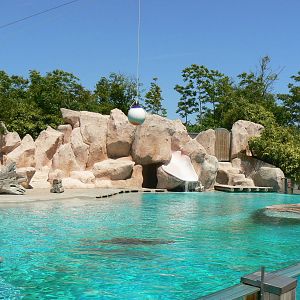 Sea lion complex - main pool