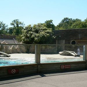 Sea lions complex - second pool