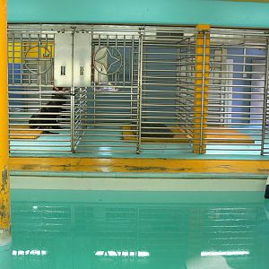 Sea lions complex - indoor pool and cages