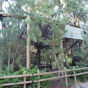 Thick-Billed Parrot Exhibit
