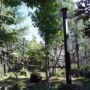 Black + White Ruffed Lemur Exhibit