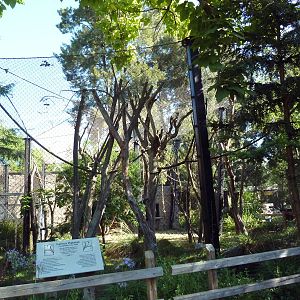 Coquerel's Sifaka Exhibit