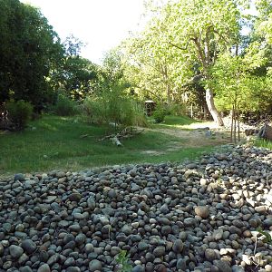Sitatunga/Yellow-Backed Duiker Exhibit
