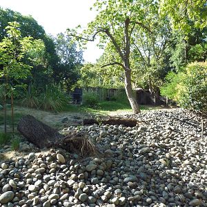 Sitatunga/Yellow-Backed Duiker Exhibit