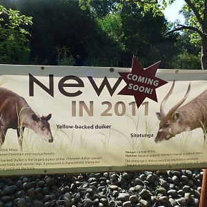 Sitatunga/Yellow-Backed Duiker Exhibit - Sign