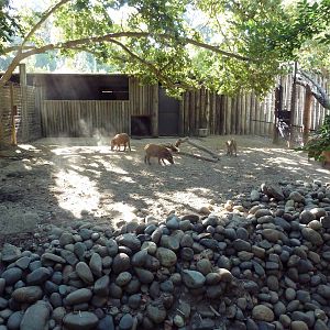 Red River Hog Exhibit