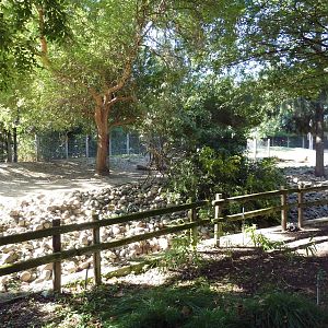 Bongo/Red River Hog Exhibit