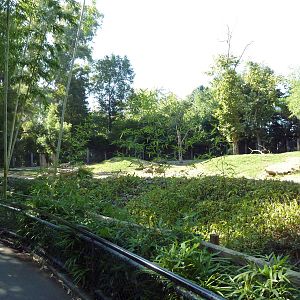 Bongo/Red River Hog Exhibit