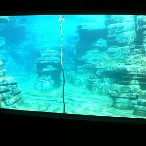 Penguin pier - first underwater viewing