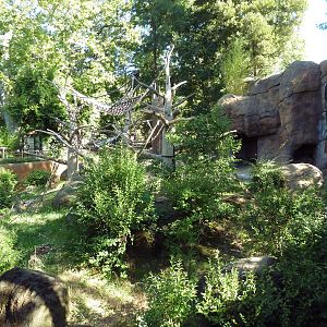 Sumatran Orangutan Exhibit