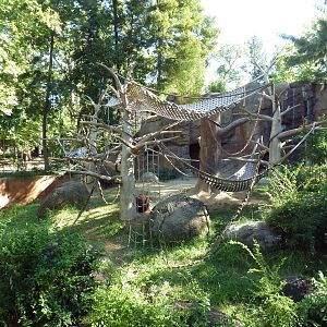 Sumatran Orangutan Exhibit