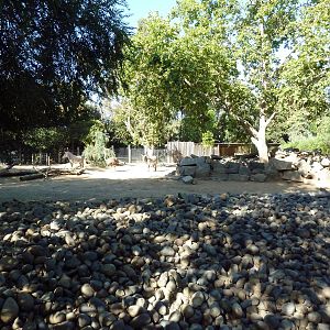 Grevy's Zebra/Ostrich Gravel Pit