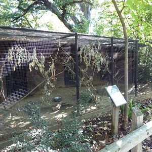 African Grey Parrot Exhibit