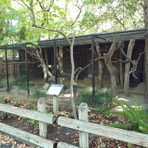Mongoose Lemur Exhibit