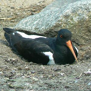 Sandhill cranes exhibit - eurasian oystercatcher