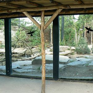 Sandhill cranes exhibit - general view