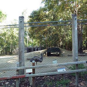 Red Kangaroo/Red-Necked Wallaby/Emu Exhibit