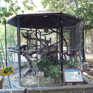 Tawny Frogmouth Exhibit