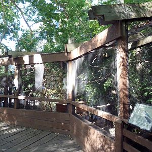 Azure-Winged Magpie Exhibit
