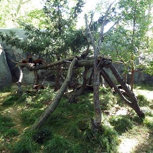 Red Panda Exhibit