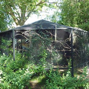 Lady Ross's Turaco Exhibit