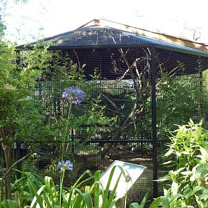 Keel-Billed Toucan Exhibit