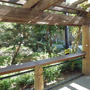 Snow Leopard Exhibit