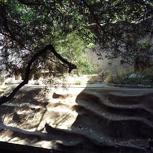 Spotted Hyena Exhibit