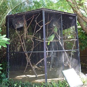 Plain-Colored Amazon Parrot Exhibit