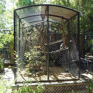 Ring-Tailed Lemur Cage