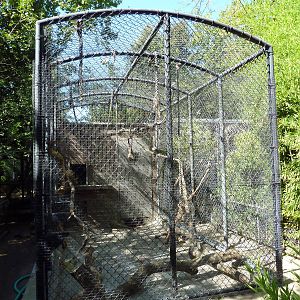 African Crested Porcupine Cage