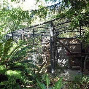 Golden-Bellied Mangabey Cage