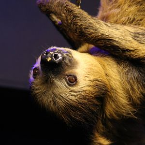 Linne's Two-toed Sloth @ Bristol; 23.07.2011