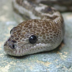 Cuban Boa @ Bristol; 23.07.2011