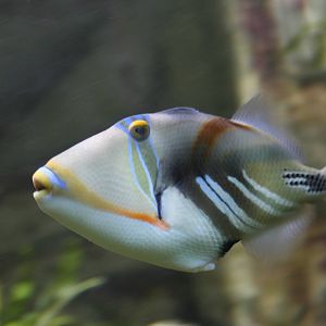 Picasso Triggerfish @ Bristol; 23.07.2011