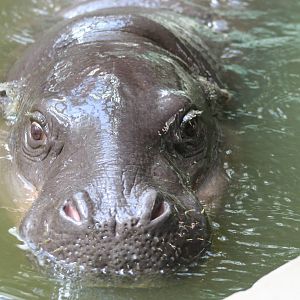 Pygmy Hippo @ Bristol; 23.07.2011