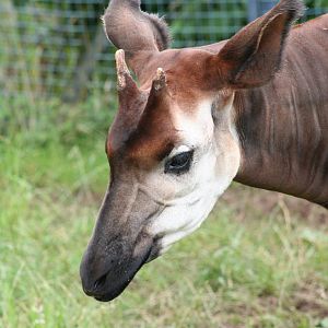 Okapi @ Bristol; 23.07.2011