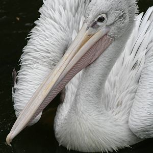 Pink-backed Pelican @ Bristol; 23.07.2011