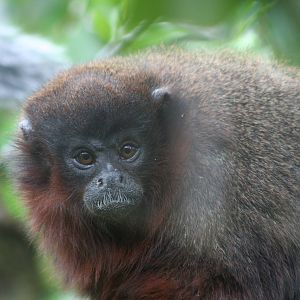 Red Titi Monkey @ Bristol; 23.07.2011