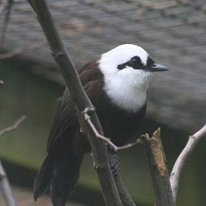 Sumatran Laughing Thrush @ Bristol; 23.07.2011