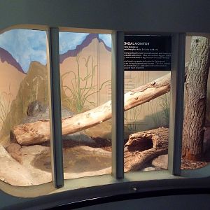 Bengal Monitor Exhibit