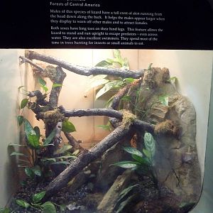 Green Crested Basilisk Exhibit