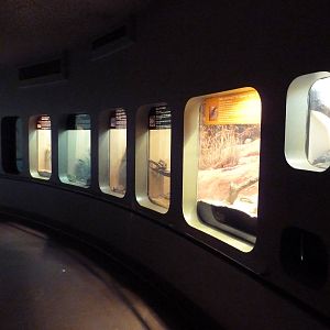 Reptile House
