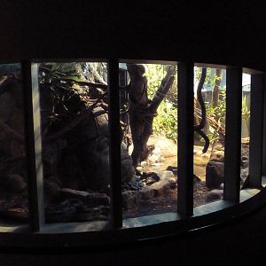 Red-Tailed Boa Constrictor Exhibit
