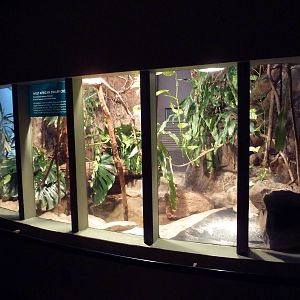 West African Dwarf Crocodile Exhibit