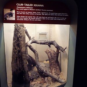 Club-Tailed Iguana Exhibit