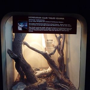 Honduran Club-Tailed Iguana Exhibit