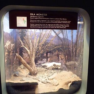 Gila Monster Exhibit