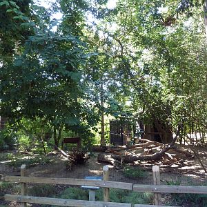 Abyssinian Ground Hornbill Exhibit